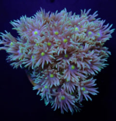 Goniopora spp. (Green-Blue Center)