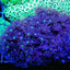 Goniopora spp. (Green-Blue Center)
