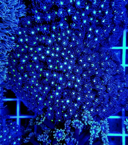 Goniopora spp. (Green-Blue Center)
