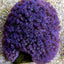 Goniopora spp. (Green-Blue Center)