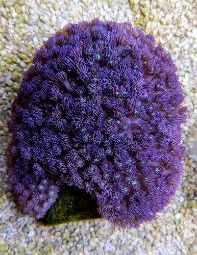 Goniopora spp. (Green-Blue Center)