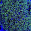 Goniopora spp. (Green-Blue Center)