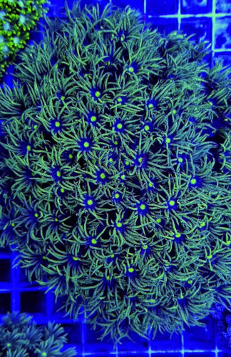 Goniopora spp. (Green-Blue Center)