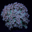Goniopora spp. (Green)