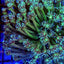 Goniopora spp. (Green)