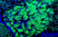 Goniopora spp. (Green)