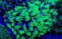 Goniopora spp. (Green)