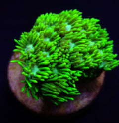 Goniopora spp. (Green) (Ultra) (frag) NZ