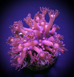 Goniopora spp. (Pink) (frag) NZ