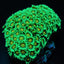 Goniopora spp. (Premium)