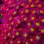Goniopora spp. (Red-Yellow-Green Center)