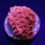 Goniopora spp. (Red) (Premium) (frag)