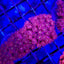 Goniopora spp. (Red) (Premium) (frag)