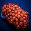 Goniopora spp. (Red) (Ultra)