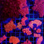 Goniopora spp. (Red) (Ultra)