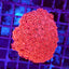 Goniopora spp. (Red) (Ultra)
