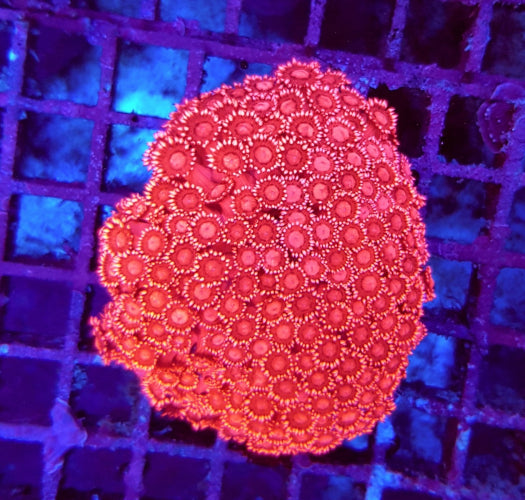 Goniopora spp. (Red) (Ultra)