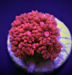 Goniopora spp. (Red) (Ultra) (frag) NZ