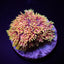 Goniopora spp. (Special Selected) (frag)