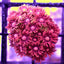 Goniopora spp. (Special Selected) (frag)