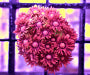 Goniopora spp. (Special Selected) (frag)