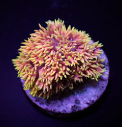 Goniopora spp. (Special Selected) (frag) NZ