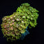 Goniopora spp. (Ultra)