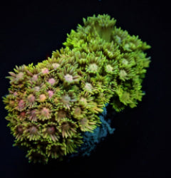 Goniopora spp. (Ultra)