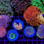 Goniopora spp. (Ultra)