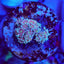 Goniopora spp. (Ultra) (frag)