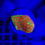 Goniopora spp. (Ultra) (frag) NZ