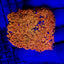 Goniopora spp. (Ultra) (frag) NZ
