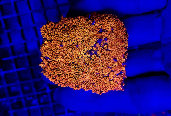 Goniopora spp. (Ultra) (frag) NZ