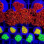 Goniopora spp. (Ultra) (frag)