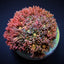 Goniopora spp. (Ultra) (frag) NZ