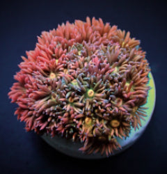 Goniopora spp. (Ultra) (frag) NZ
