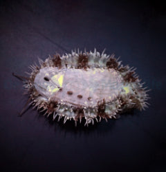 Haliotis spp.