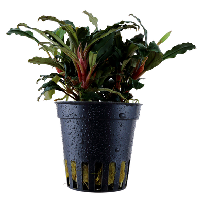 Bucephalandra sp. 'Red'