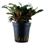 Premium Pflanzenset 250-300 Liter mit CO2-Anlage