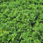 Azolla filiculoides