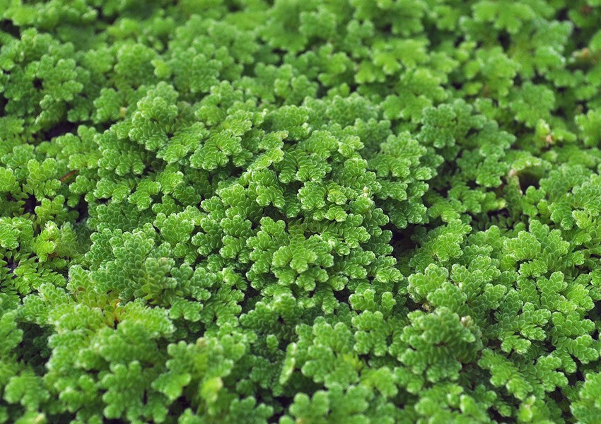 Azolla filiculoides