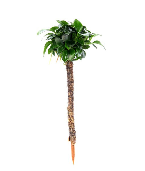 Anubias nana 'Bonsai' auf Wurzel