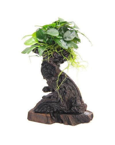 Anubias nana Mbuna S