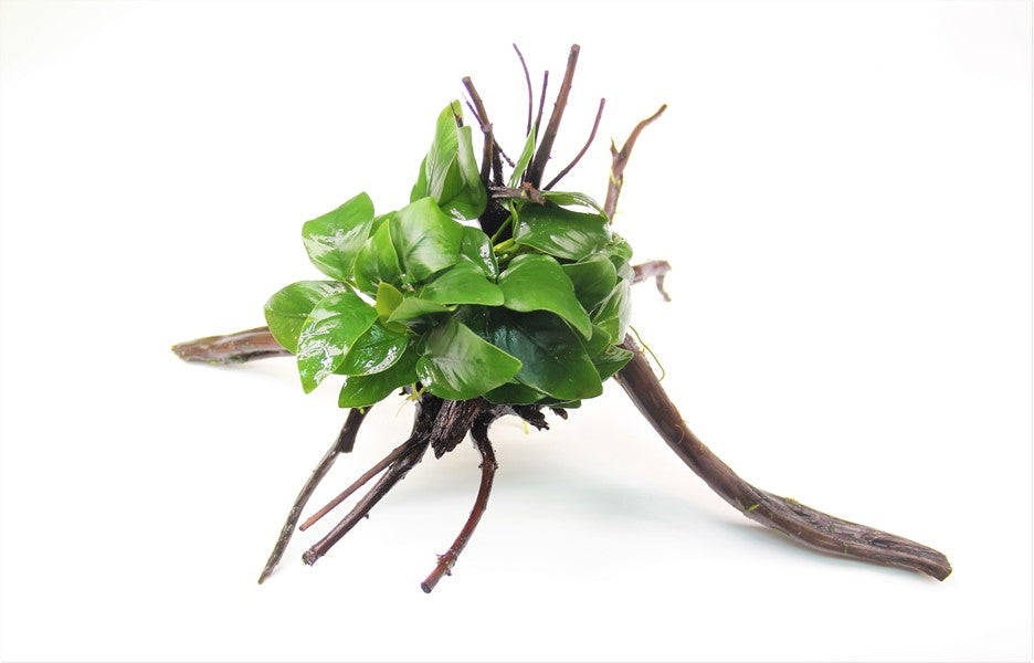 Anubias nana auf Spiderwood-Wurzel