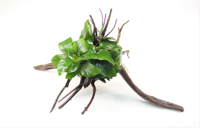 Anubias nana auf Spiderwood-Wurzel