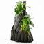 Anubias spp. Hills auf Wurzel