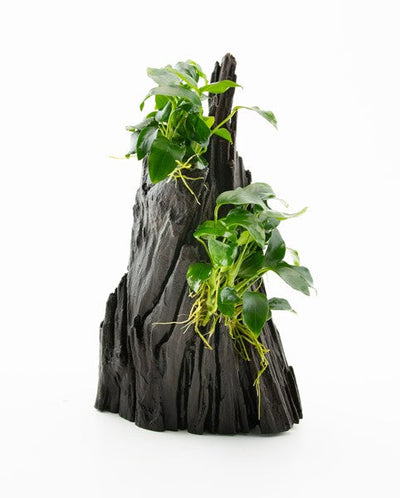 Anubias spp. Hills auf Wurzel
