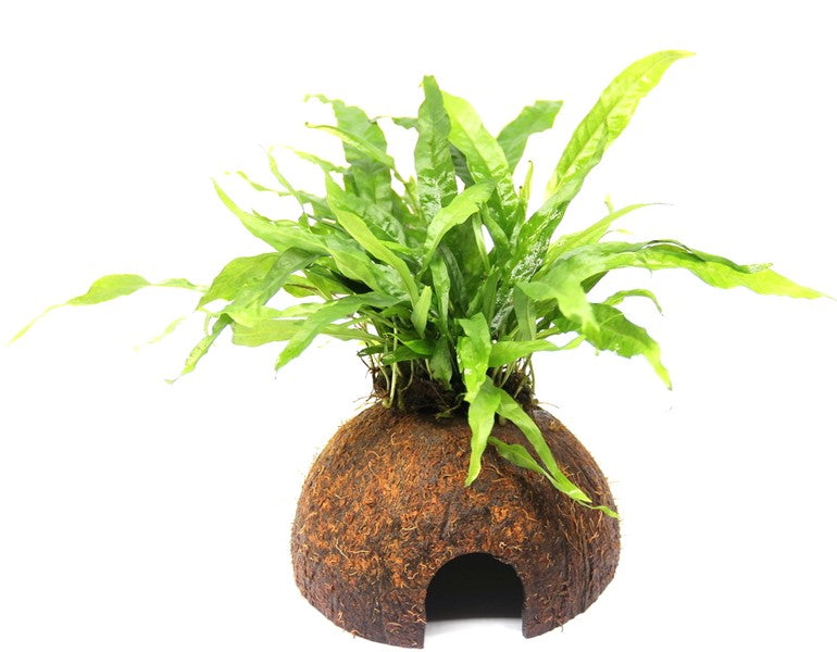 Microsorum pteropus auf Kokosnussschale