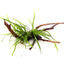 Microsorum pteropus 'Trident' auf Spiderwood-Wurzel