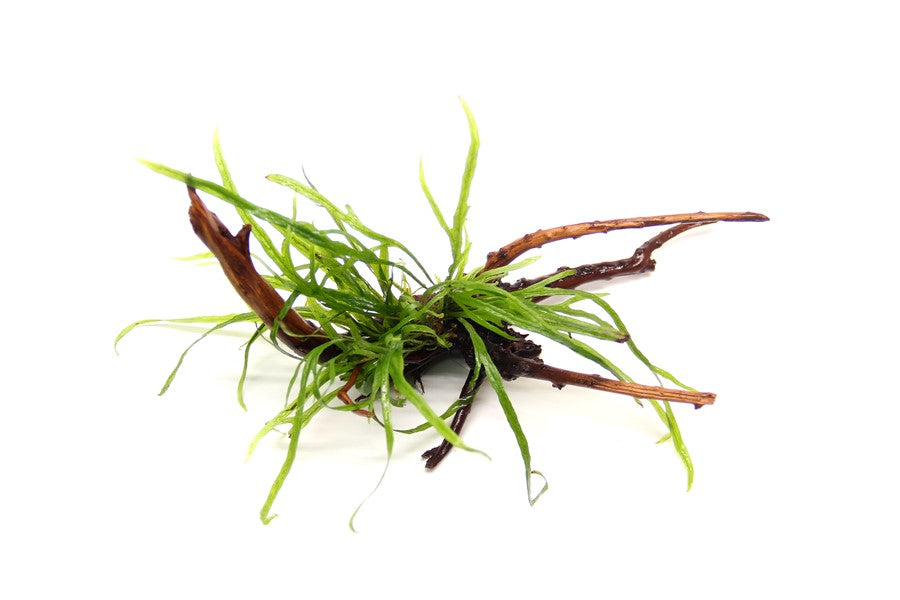 Microsorum pteropus 'Trident' auf Spiderwood-Wurzel